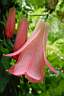lapageria rosea 2.JPG